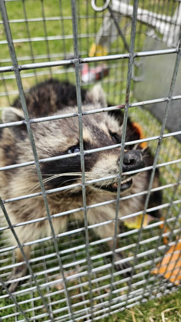 Wildlife Control Lawrence