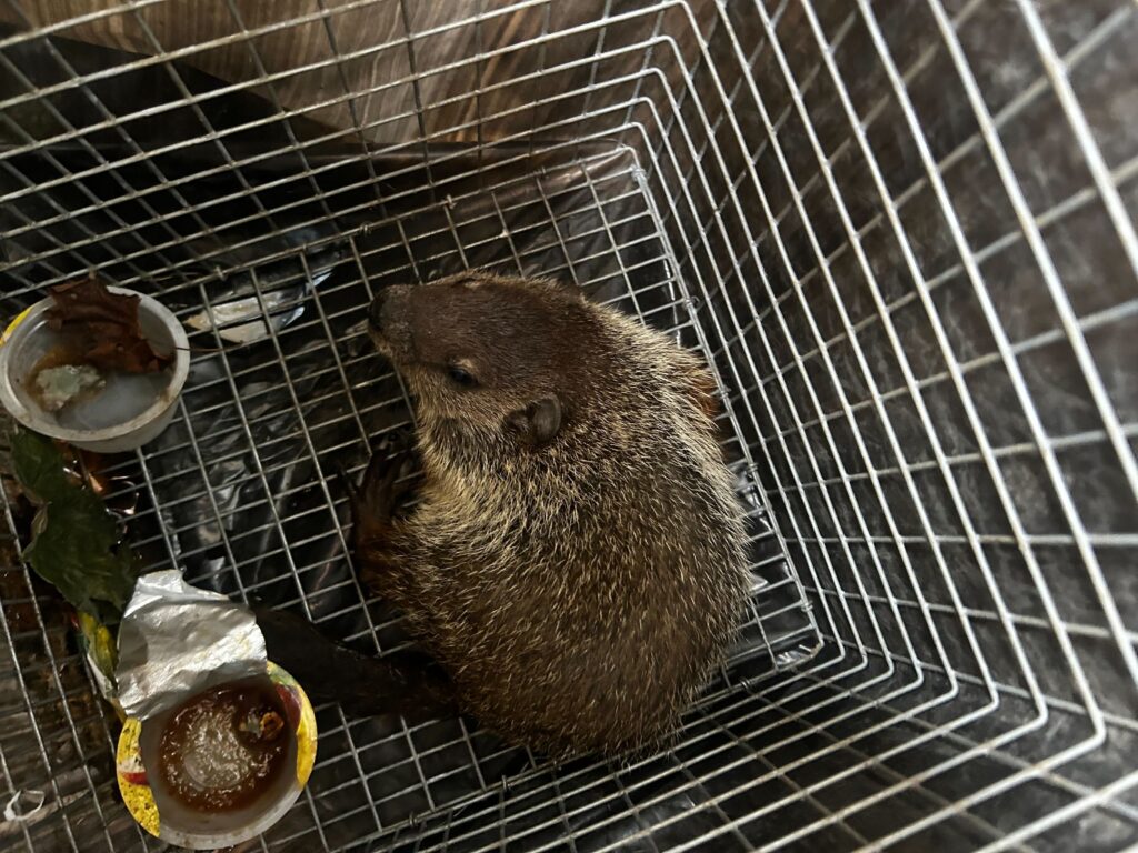 Wildlife Control Lawrence
