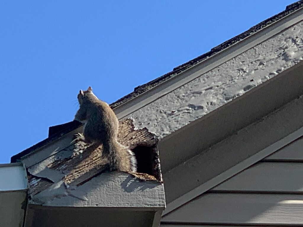 Wildlife Control Lawrence