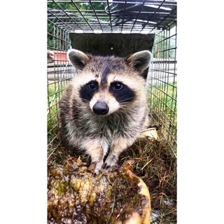 Wildlife Control Lawrence